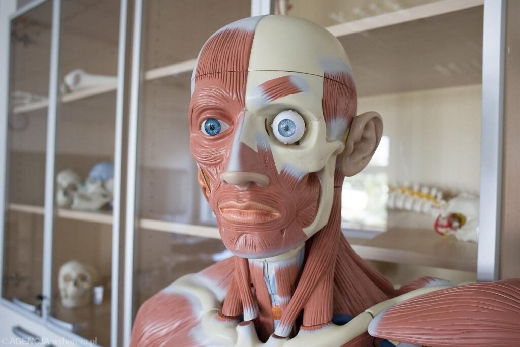 z30036499AMP_Pracownia-anatomii-w-Poznanskiej-Akademii-Medyczne_1745676389