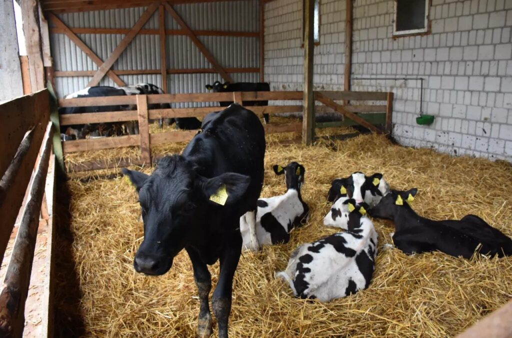 Ceny_jawek_w_USA_osigny_rekordowy_poziom_1746430587