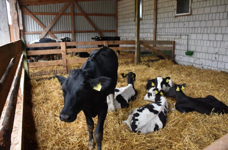 Ceny_jawek_w_USA_osigny_rekordowy_poziom_1746430587