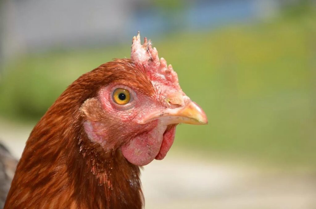 Rekordowy_wzrost_eksportu_drobiu_i_jaj_z_Brazylii_1746383706