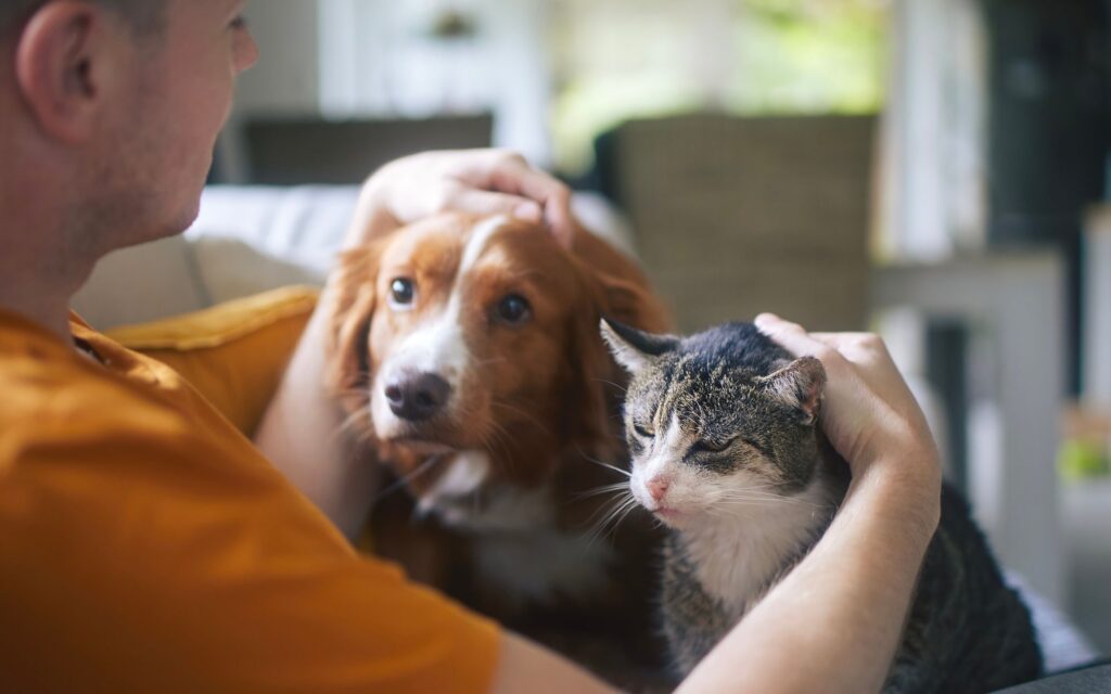 500__na_psa_i_kota_2025__ostatni_moment_na_wniosek