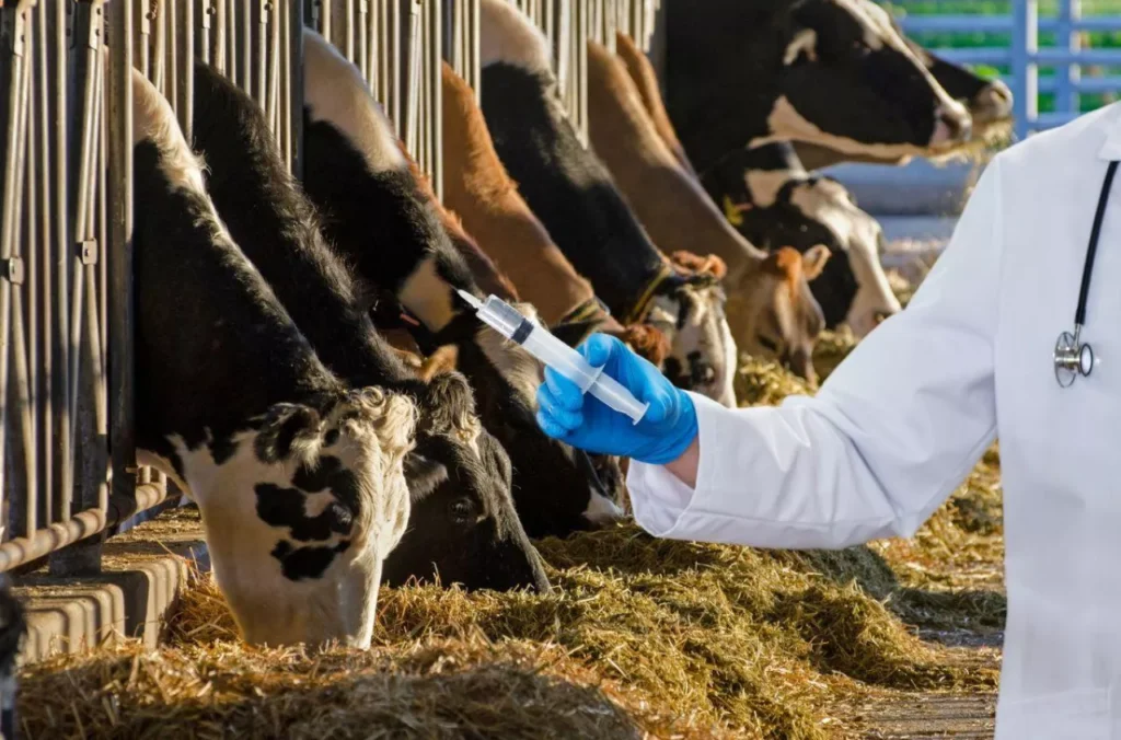 Choroba_niebieskiego_języka__nowe_ogniska_w_Dolnoś