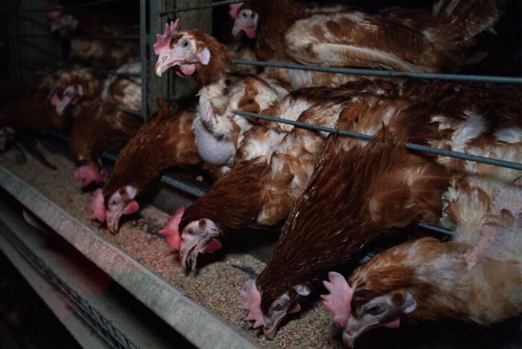 Światowy_Dzień_Żywności_2025__Jak_wykarmić_2_milia