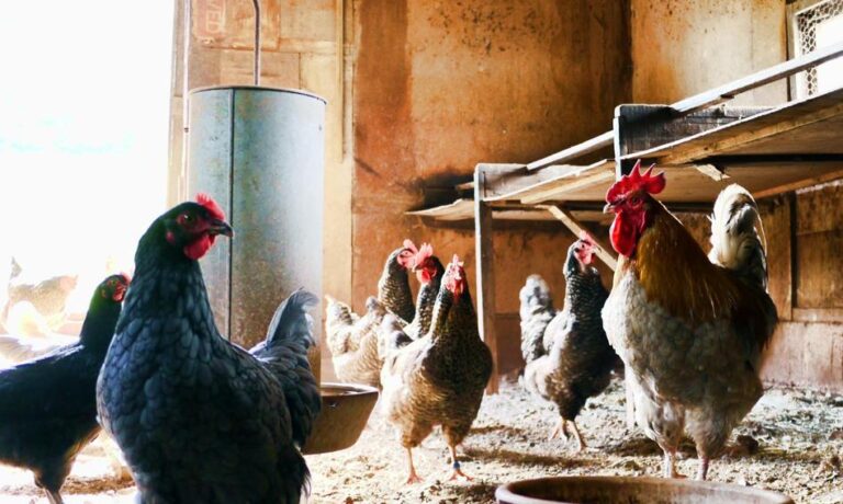 Czwarte_duże_ognisko_ptasiej_grypy_w_Czechach_w_20