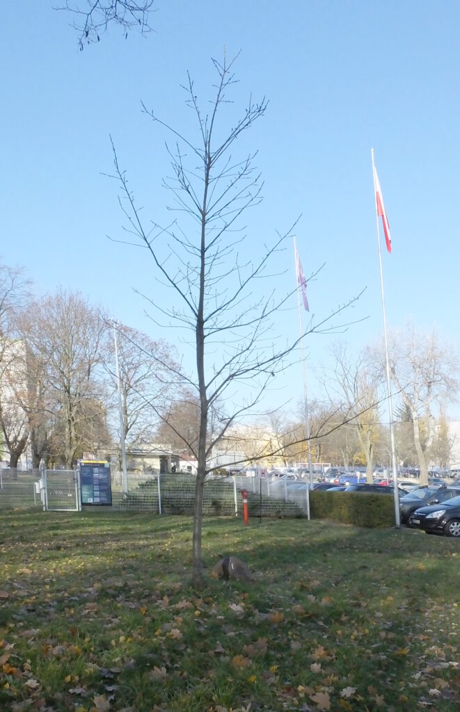 radiopin_20260127_130056