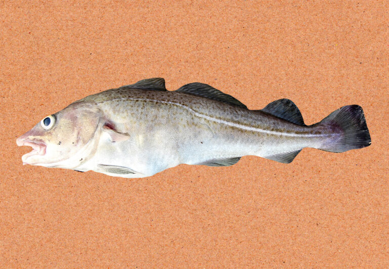 radiopin_20260218_100110