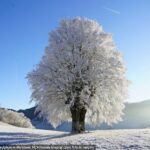 Mróz pokonał elektryczne autobusy w Warszawie. MZA musiała ściągnąć część floty do zajezdni